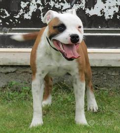 Staffordshire bull terrier