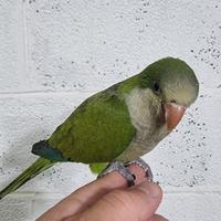 Pullo di parrocchetto Monaco svezzato