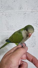 Pullo di parrocchetto Monaco svezzato