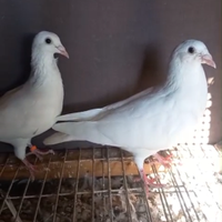 Vendiamo piccioni viaggio Tore una e30