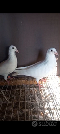 Vendiamo piccioni viaggio Tore una e30