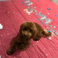 Barboncino per monta