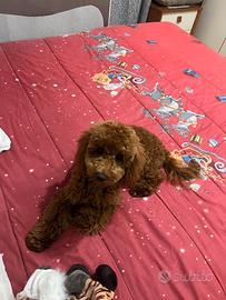 Barboncino per monta