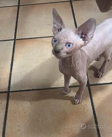 Gatto Sphynx