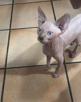 Gatto Sphynx