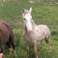 Puledro