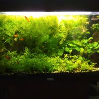 Aquario completo 150€