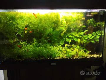 Aquario completo 150€