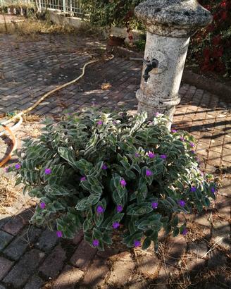 tradescantia