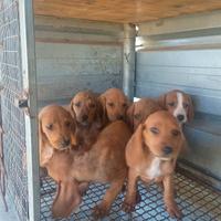 Sugugi Maremmani per cinghiali