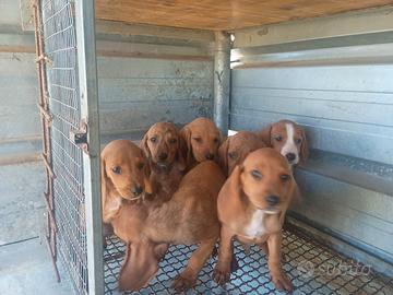 Sugugi Maremmani per cinghiali