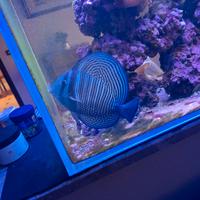 Pesce zebrazoma desjardinii