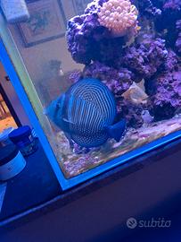 Pesce zebrazoma desjardinii