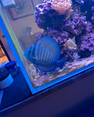 Pesce zebrazoma desjardinii