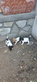 Cuccioli di Jack russel