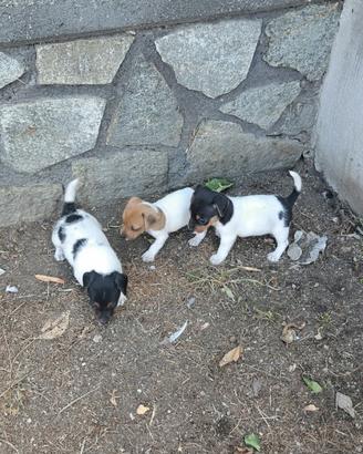 Cuccioli di Jack russel