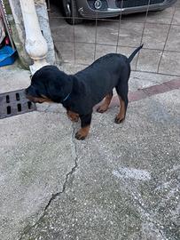 Cucciolo rottweiler