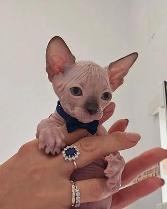 Sphynx cucciolo point pedigree Enfi