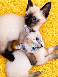 Gattini siamesi seal e tabby point