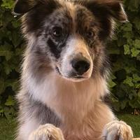 Border collie maschio blue merle per accoppiamento