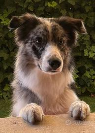 Border collie maschio blue merle per accoppiamento