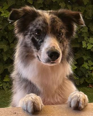 Border collie maschio blue merle per accoppiamento