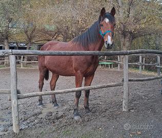 Cavallo per trekking