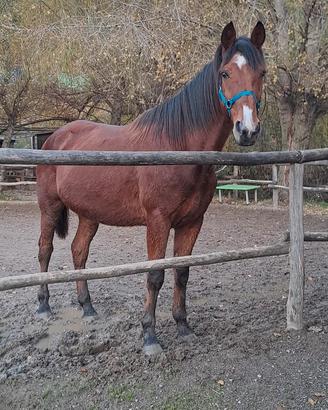 Cavallo per trekking