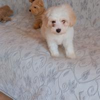 Maltipoo