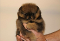 Cucciolo di spitz nano pomerania maschio