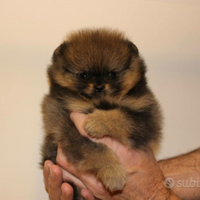 Cucciolo di spitz nano pomerania maschio