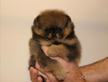 Cucciolo di spitz nano pomerania maschio