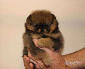 Cucciolo di spitz nano pomerania maschio