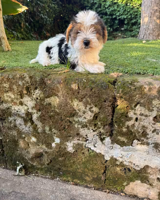 Maschietti di Yorkshire biewer