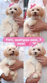 Maltipoo femminuccia mini