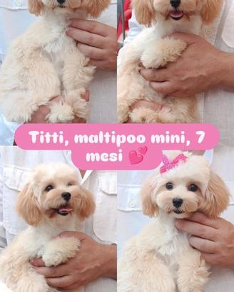 Maltipoo femminuccia mini