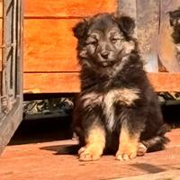 Cuccioli Border collie