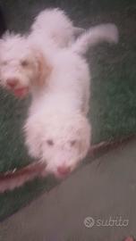 Lagotto romagnolo