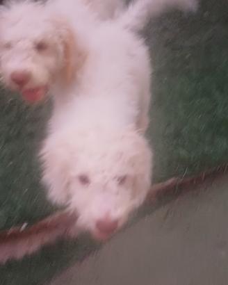 Lagotto romagnolo