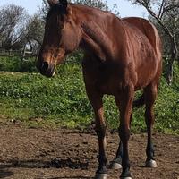 Cavalla trottatrice