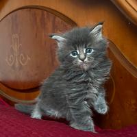 Maine Coon piccolini sa prenotare