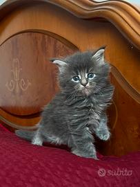 Maine Coon piccolini sa prenotare