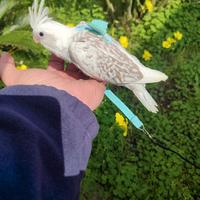 Calopsite da imbecco