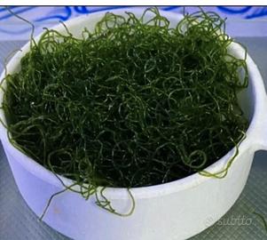 Alga superiore chetomorpha