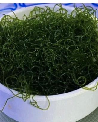 Alga superiore chetomorpha