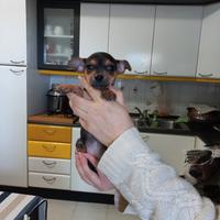 Cuccioli pinscher nano