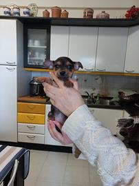 Cuccioli pinscher nano