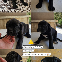 Cane corso