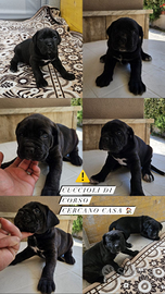 Cane corso