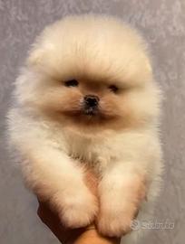spitz di pomerania nano 